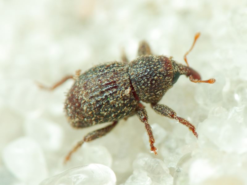 Acalles (Acalles) echinatus (Germar, 1824)